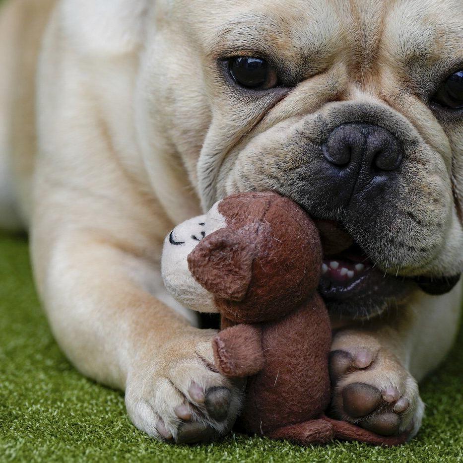 French bulldog is still top US breed, but is another gaining momentum? Of corso